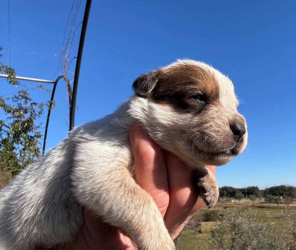 du Shuunka Takan - Chiot disponible  - Bouvier australien