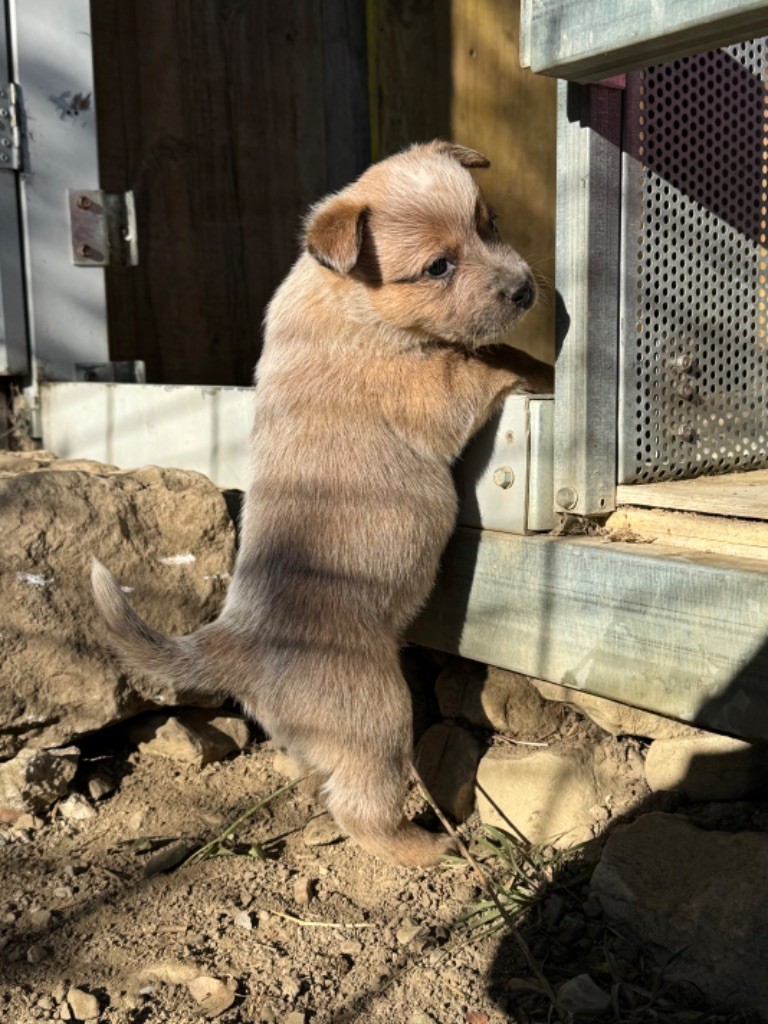 du Shuunka Takan - Chiot disponible  - Bouvier australien