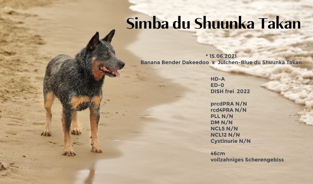 Simba du Shuunka Takan